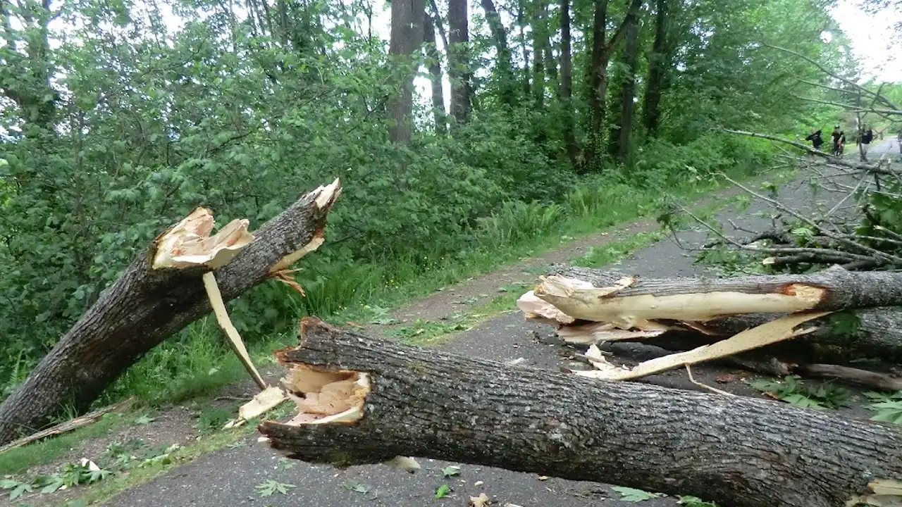 Strong Winds Topple 57 Trees in Bishkek, Cleanup Underway